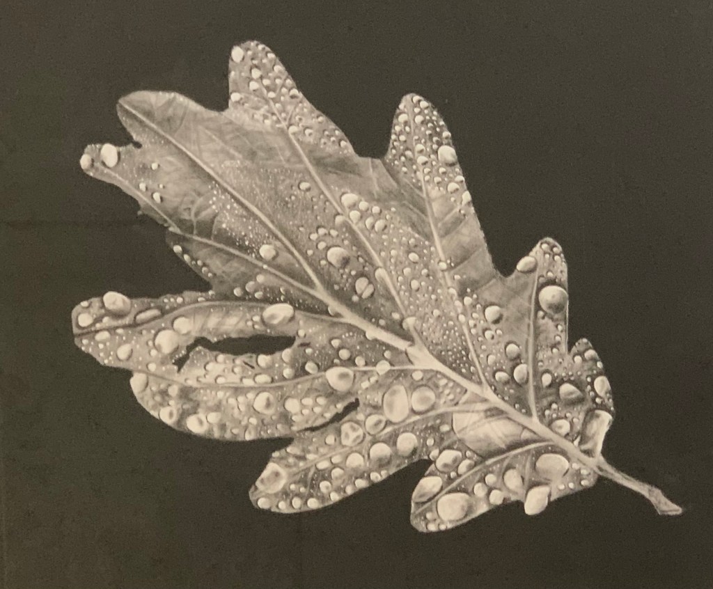 Oak Leaf by Dani Bloomer, 1st place in the Wonders of the Oak Woodlands youth art show.